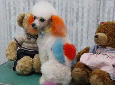 巨型贵宾犬会看家吗?一般要经过严格的训练