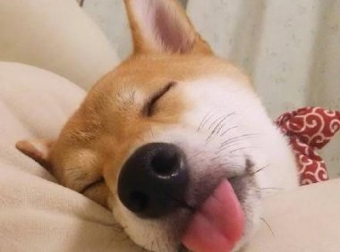 给狗狗起名字大全~一大波爱称来也~