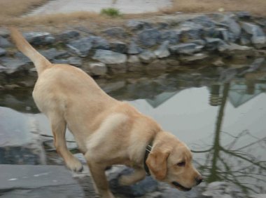 狗狗不吃饭怎么办?不同的狗用不同的办法