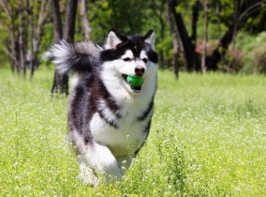 阿拉斯加犬怎么样,你的判断最精准