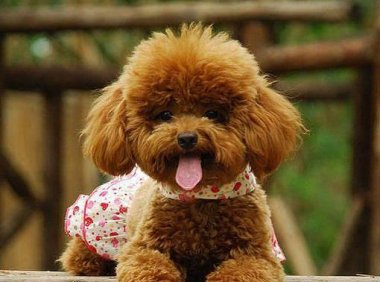 茶杯泰迪犬怎么训练,来看看训练师怎么说