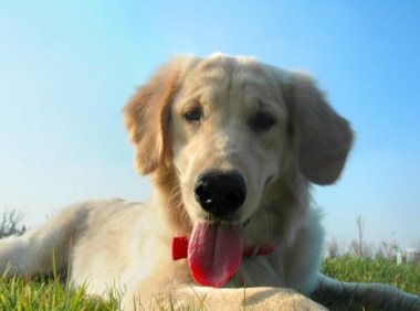 狗狗能不能吃西瓜?看清楚再喂吧