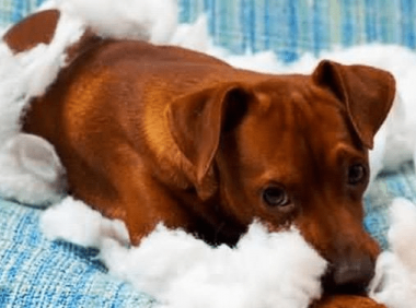 母狗会来月经吗 这些你都才知道吗?