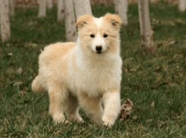 边境牧羊犬会不会看家?看完这些你应该就会明白