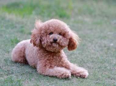 泰迪狗为什么老叫?就跟小朋友老是哭一样