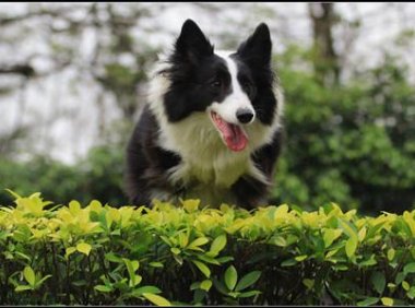 边牧会保护主人吗?请别质疑它的忠诚