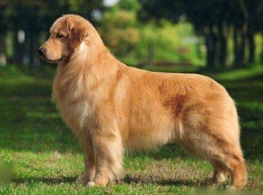 金毛寻回犬掉毛程度,这些说法并不夸张