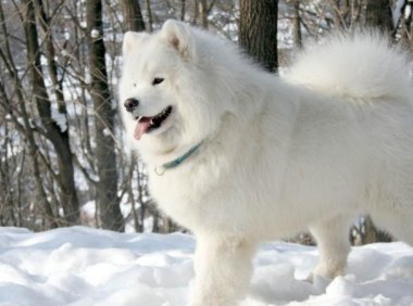 养萨摩耶要注意什么?这几点尤其重要