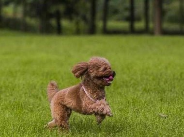 狗狗得痛风怎么治疗？常规的做法是这样的