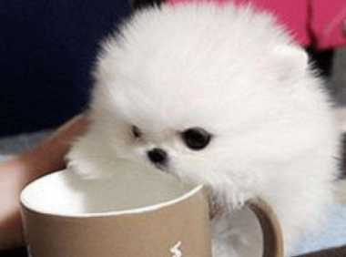 博美茶杯犬的寿命,正常情况下就是这样的