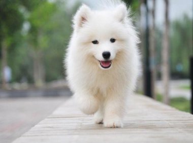 为什么萨摩耶后腿无力?遇到这种情况怎么办