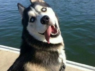 哈士奇搞笑图片，二哈称谓名不虚传