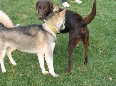 小狗被大狗咬了怎么办?首先去找狗主人