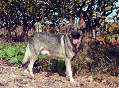 怎样训练狼青犬,最详细的训练教程