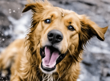 狗狗浑身发抖怎么回事还吐