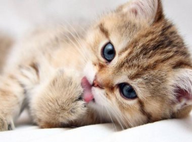 小猫感冒症状，这些很容易就能识别