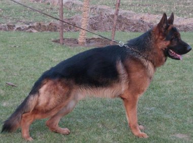 马犬和德牧的区别,别再傻傻分不清