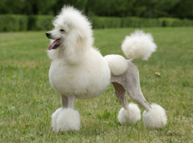 贵宾犬是什么样子的?你可能会爱上它