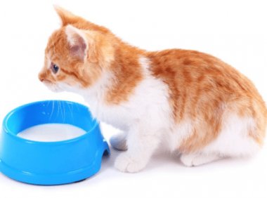 小猫能喝牛奶吗？这些问题需要多考虑下
