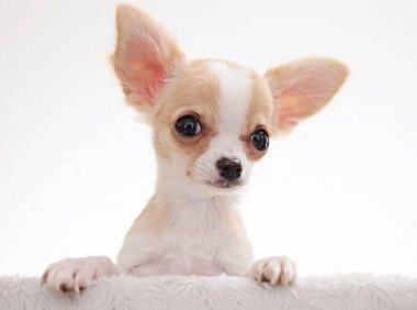 吉娃娃得了细小怎么办?一定要正确的来处理