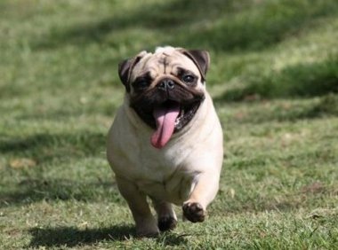 怎样训练巴哥犬?套路都是一样的