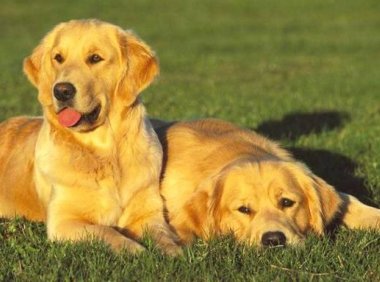 金毛犬爱主人的表现,这些情况好好爱惜