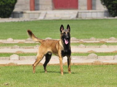 杜宾犬和马犬哪个厉害?比比差距真不小