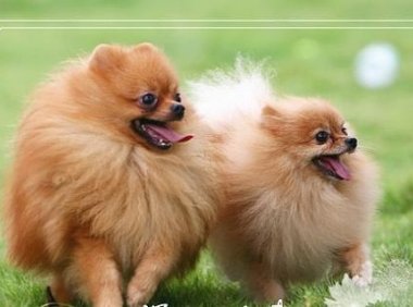 狗狗蛋蛋有螨虫怎么办?可以这样来解决