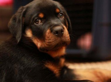 罗威纳犬怎么训练,掌握这些让它乖巧听话