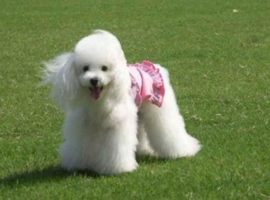 贵宾犬可以吃鸭肉吗?当然是可以的