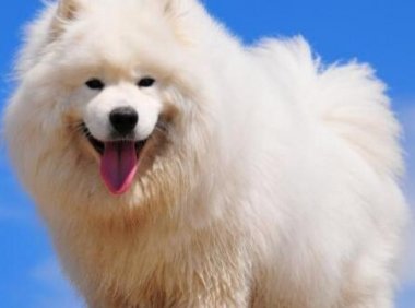 萨摩耶幼犬一直叫,这是为什么?