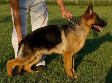 黑背犬怎么训练  看看警犬训练员是怎么做的