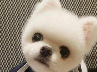 贵宾犬不喝水怎么办?这些办法你用的上