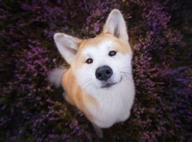 狗狗多久打一次疫苗,这些温馨提示要注意