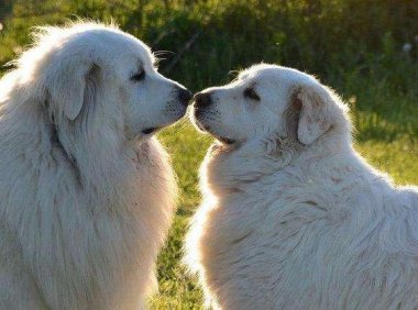 大白熊犬适合家养吗?主要取决于这个家有多大