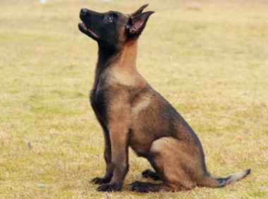 马犬从几个月开始训练,这份马犬训练攻略送给你