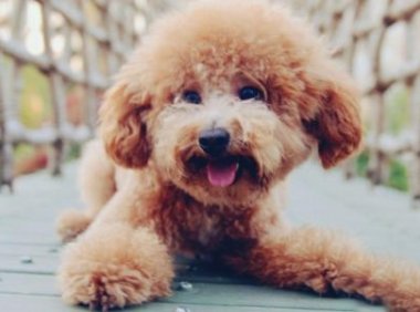 泰迪犬怎样训练?这些训养要点要先知