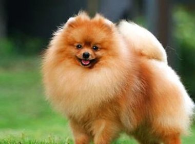 英系博美犬价格，小编带你选购英系博美