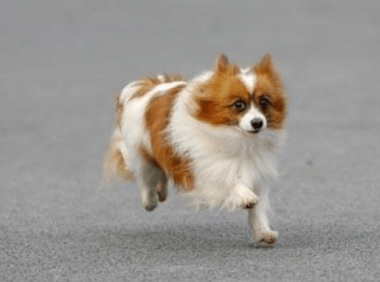 蝴蝶犬必须吃狗粮吗?根据自身的情况可以这样来