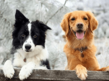 养边境牧羊犬还是金毛好?不这样对比还真难选择