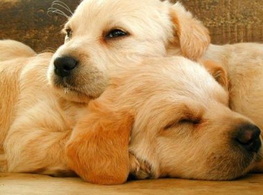 狗骨折了能自愈吗?肯定的告诉你不可以