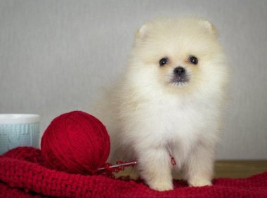 博美犬饿了会干呕么？正常来说是不会的