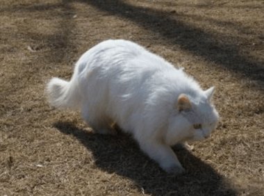 母猫发情症状,表现很明显的有这些