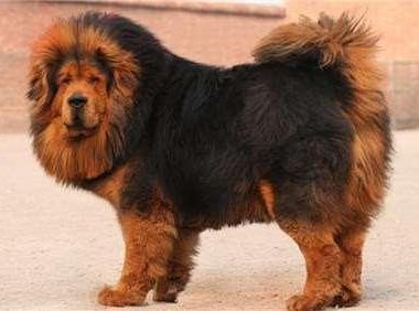 藏獒忠诚到什么地步?让你为之动容