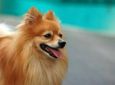 博美犬怀孕后注意事项,这几个方面尤其留意