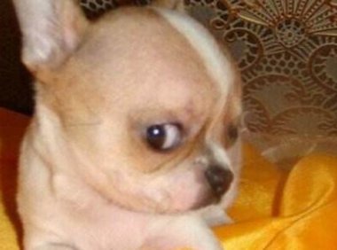 吉娃娃不能吃什么?这些食物要注意