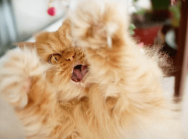 猫脱毛严重怎么办?先找到原因吧