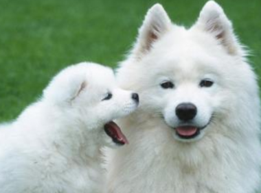 萨摩耶犬吃什么好?吃肉还是素