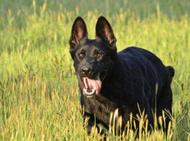 东德牧羊犬有什么缺点,这一点就足以!