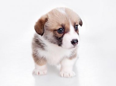 如何知道狗狗认了主人?这些表现通通都能看出来